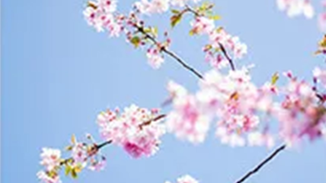 i-PRO樱花摄影比赛投票开启——邀您共赏花海之美
