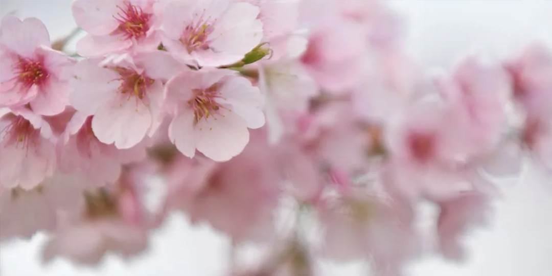 i·PRO樱花摄影比赛评选结果揭晓啦